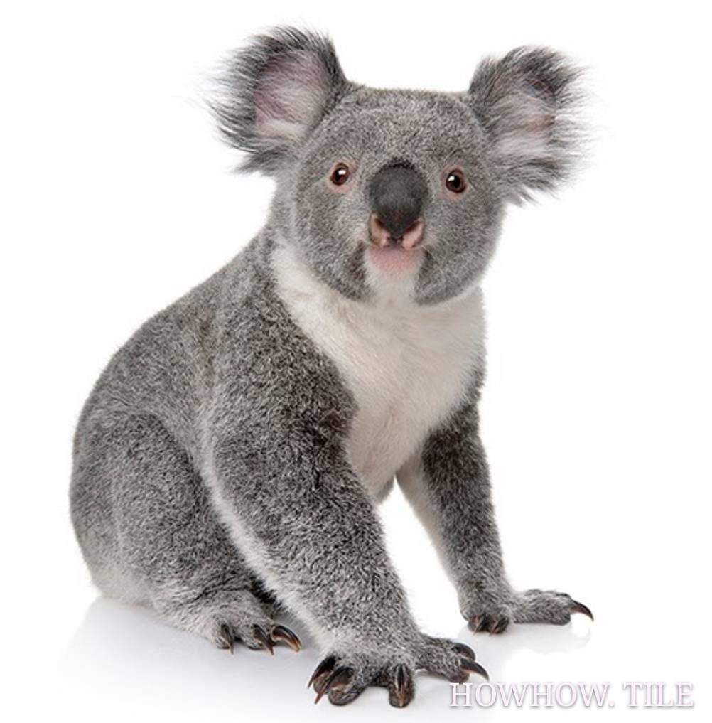 西班牙進口 動物園（20*20cm）*AD946