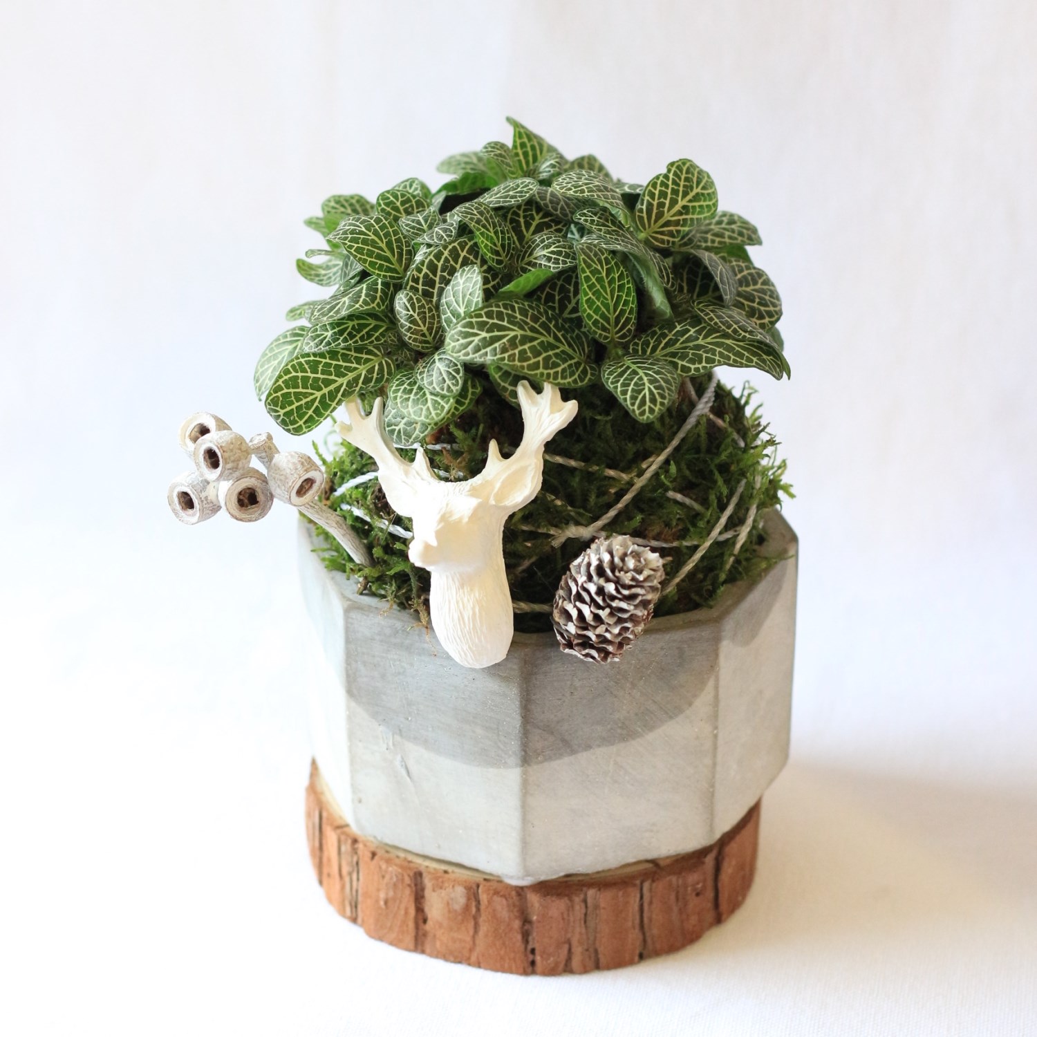 綠植星球/苔癬球+水泥盆+擴香石