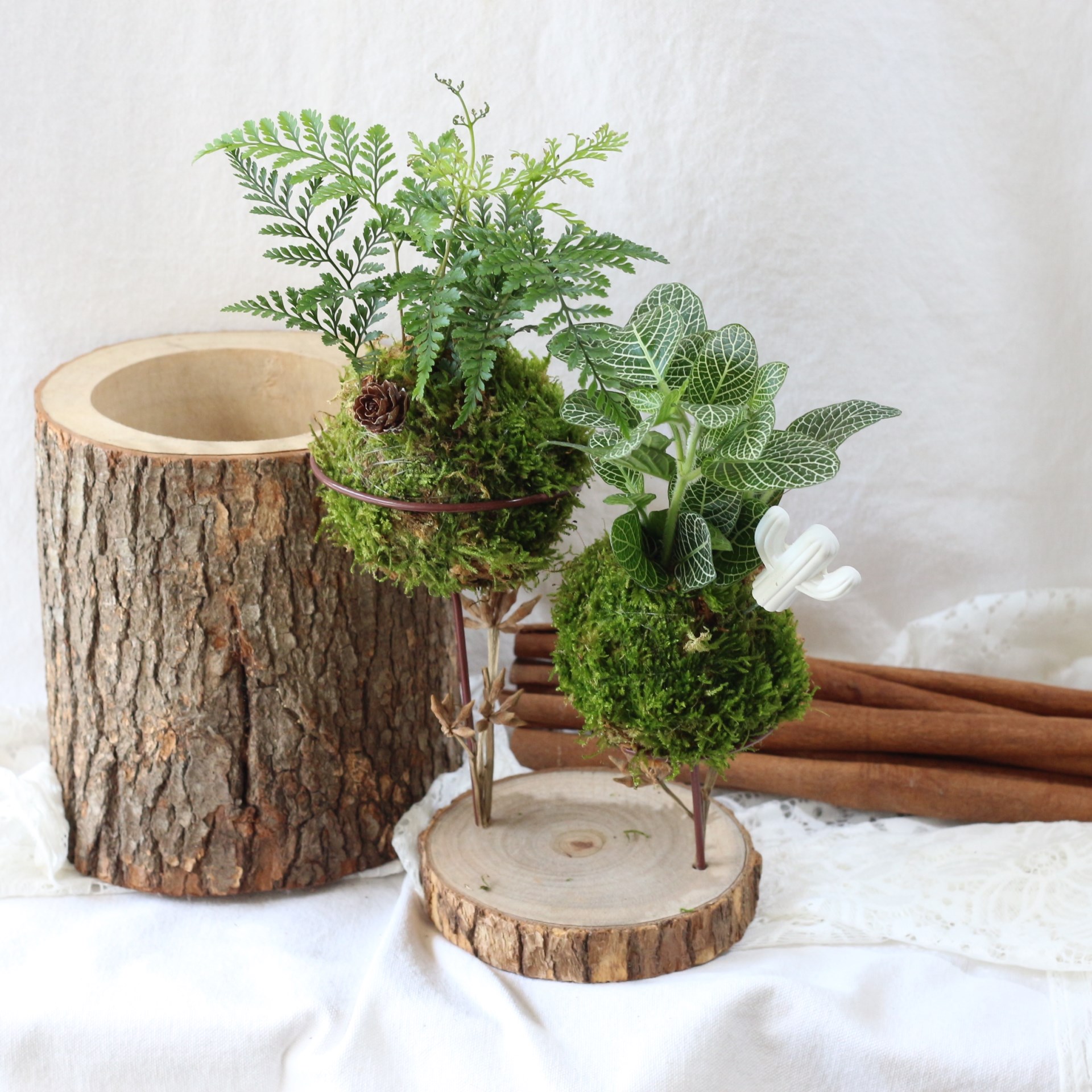 綠植星球