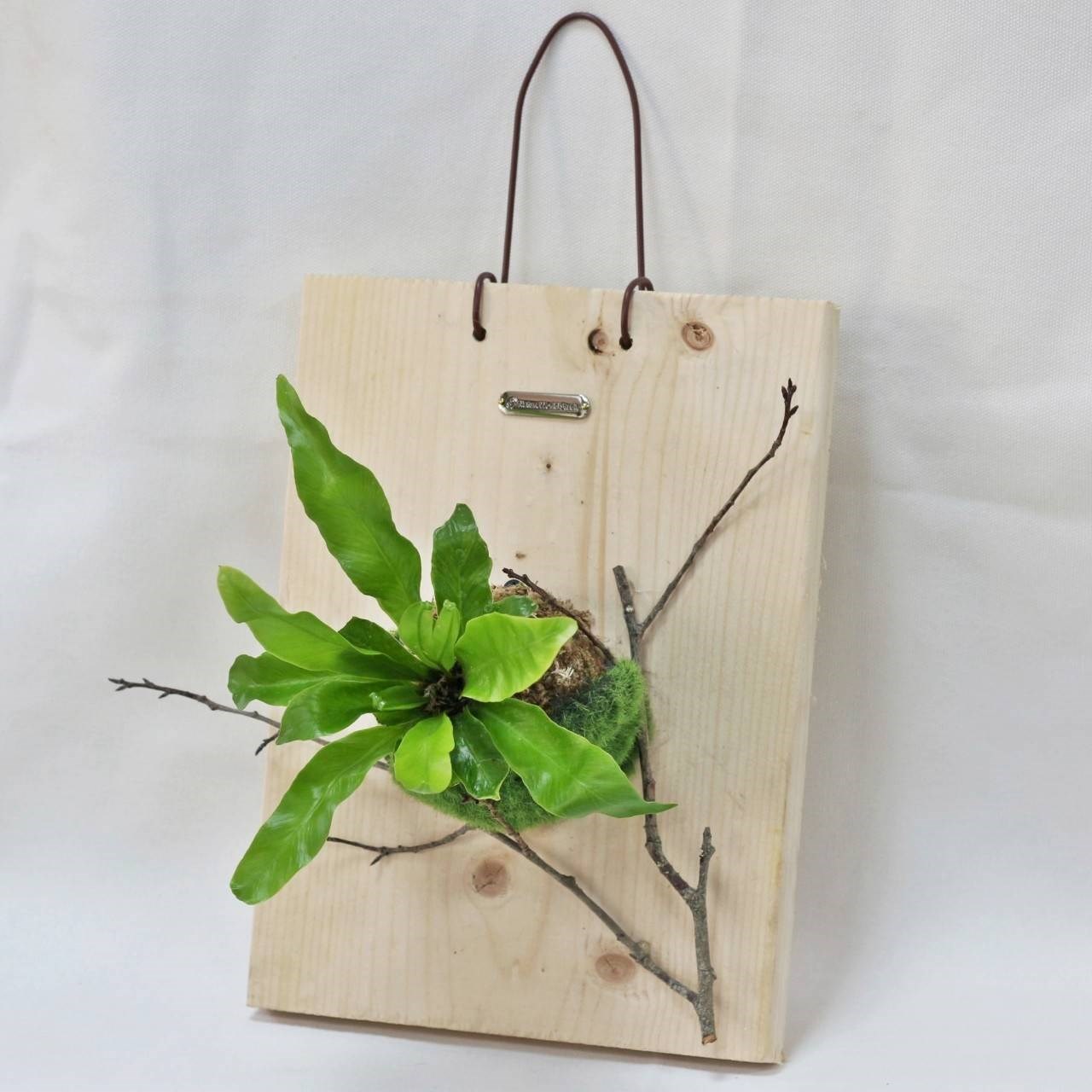 植物上板
