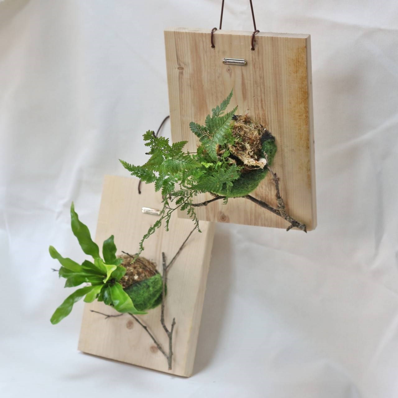 植物上板