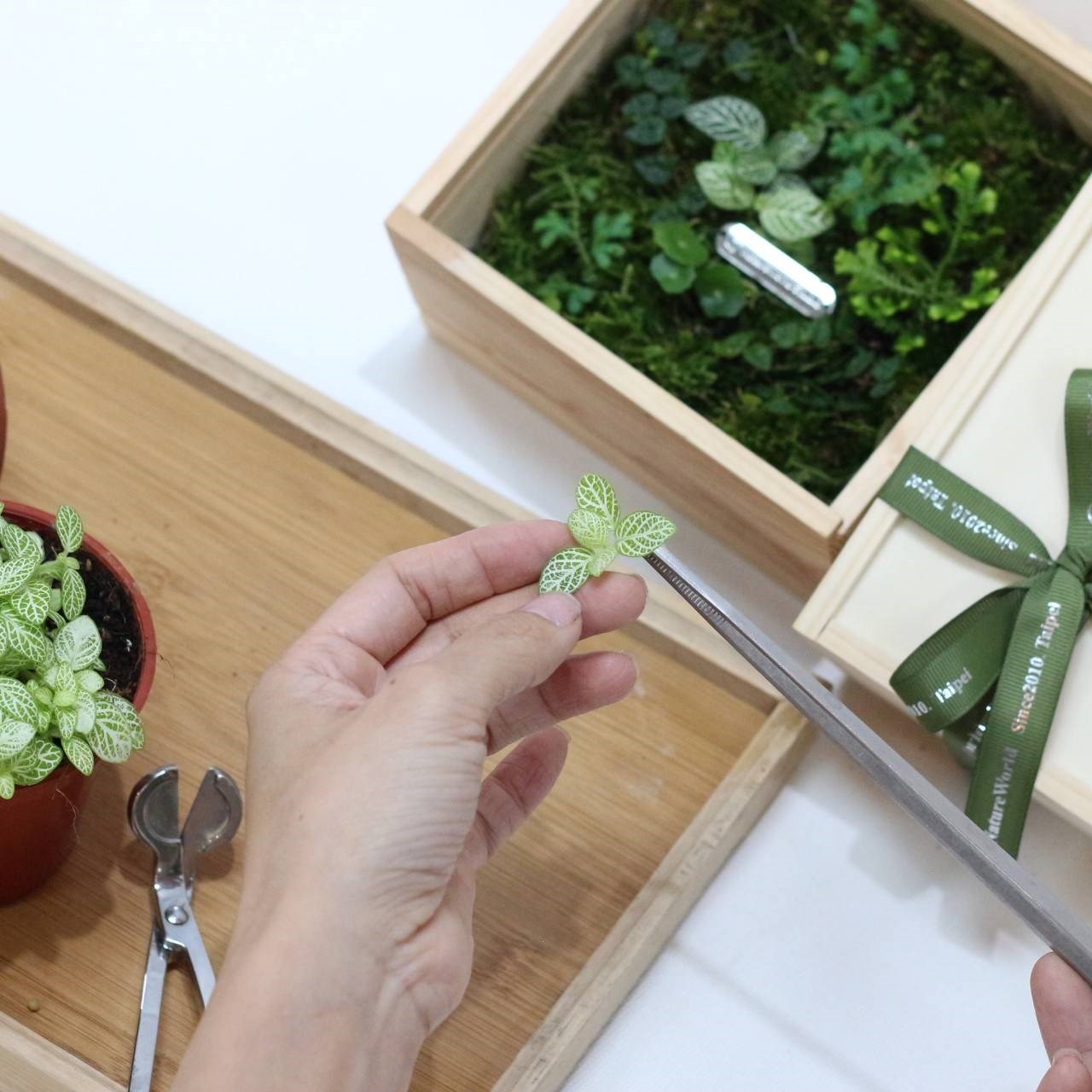 大地青苔植物盒