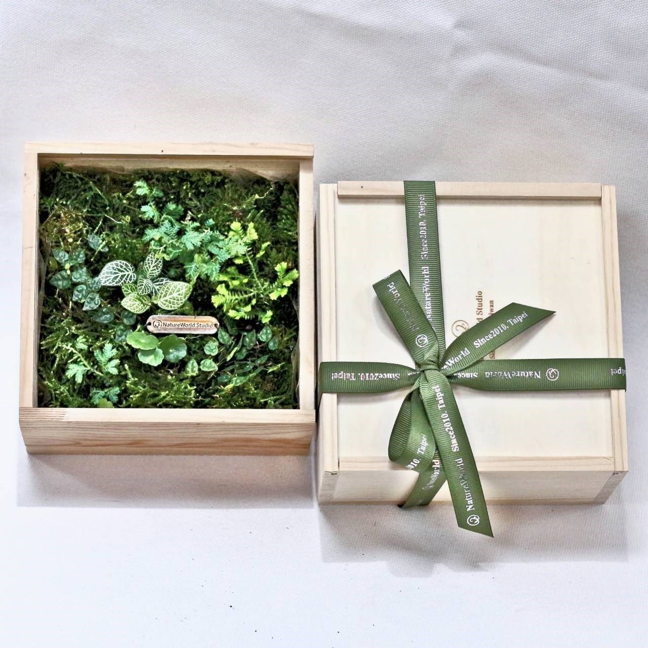大地青苔植物盒
