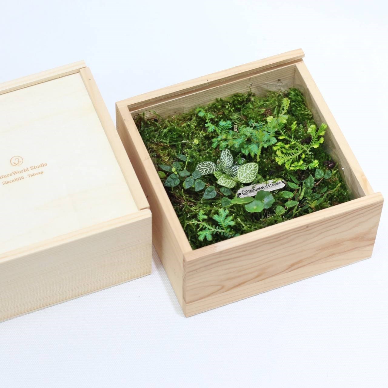 大地青苔植物盒