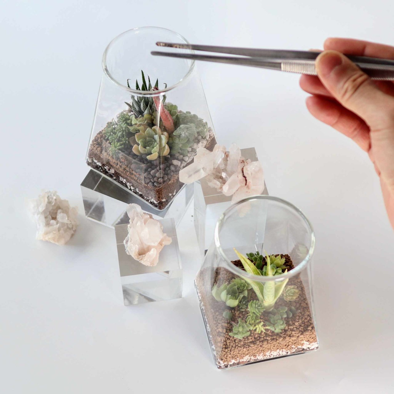 【體驗】沙漠生態植物瓶