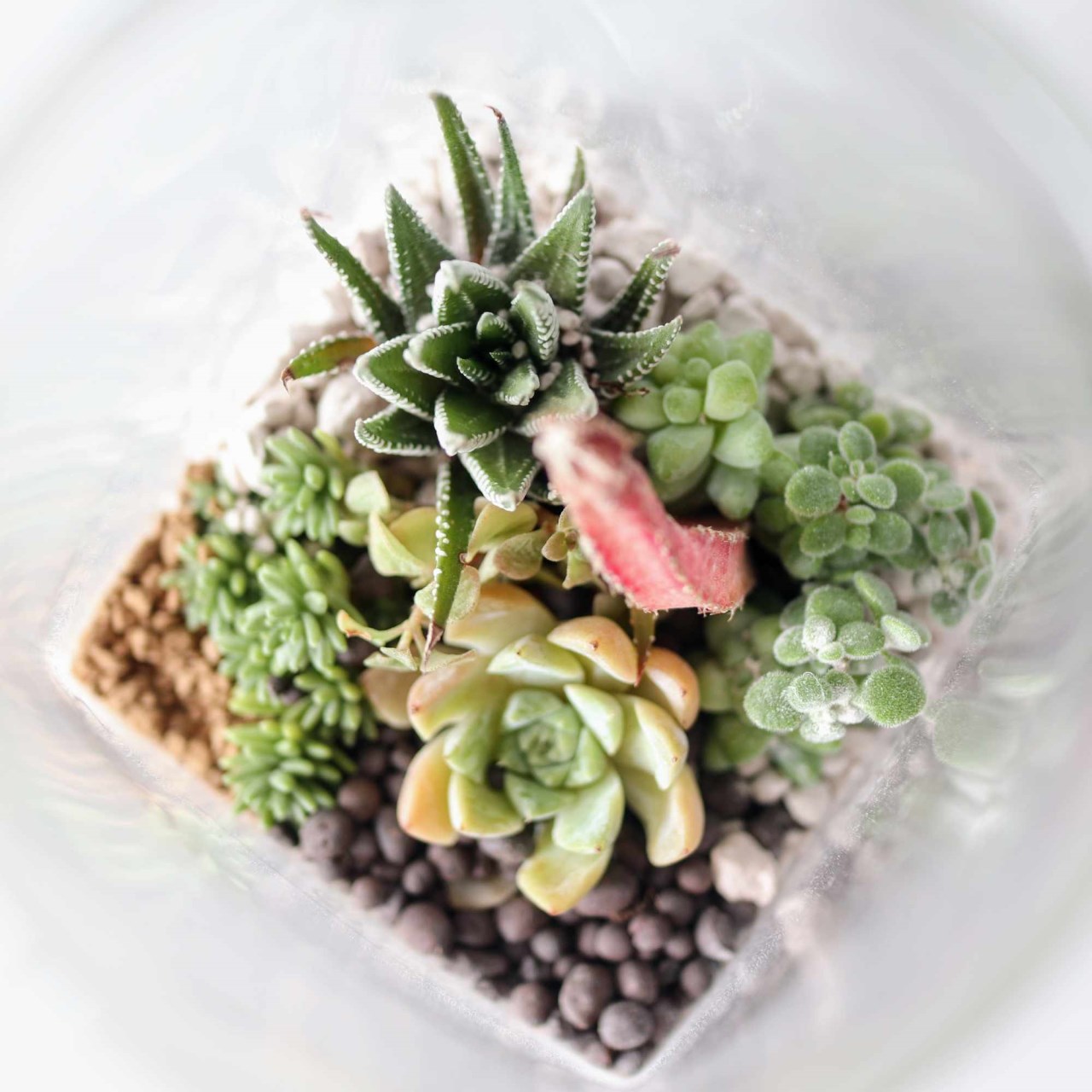 【體驗】沙漠生態植物瓶