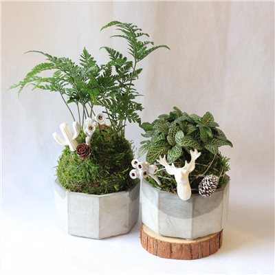 綠植星球/苔癬球+水泥盆+擴香石