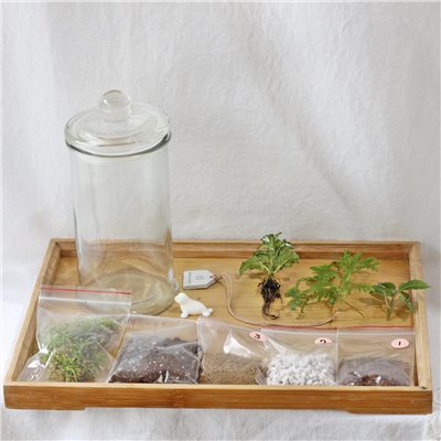 【生態瓶內部材料】介質+植物