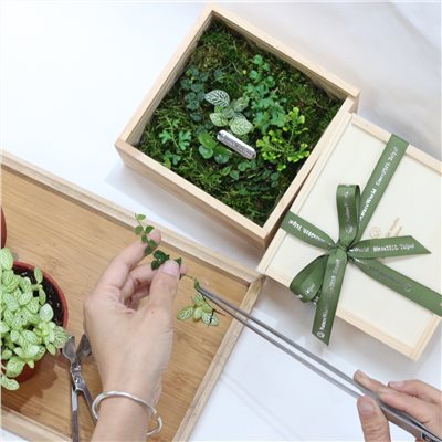 大地青苔植物盒